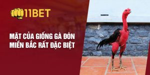 gà đòn miền Bắc - 11bet